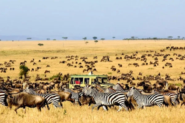 Best Of Kenya And Tanzania Migration