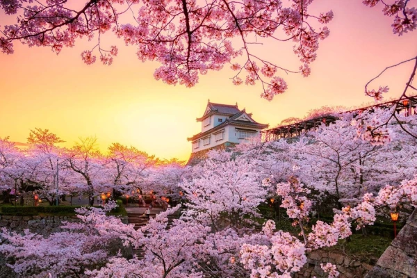 Sakura Moments – The Ultimate Cherry Blossom Experience