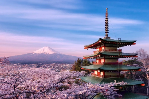 Japan With Korea – Cherry Blossom