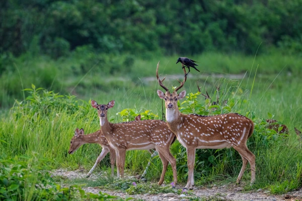 Wildlife And Hills Of Madhya Pradesh