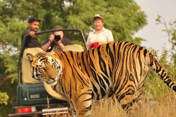 Wildlife Safari Special – Kanha Pench