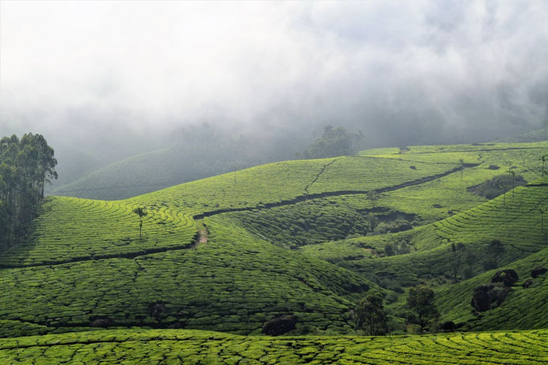 Kerala Nature Retreat Package