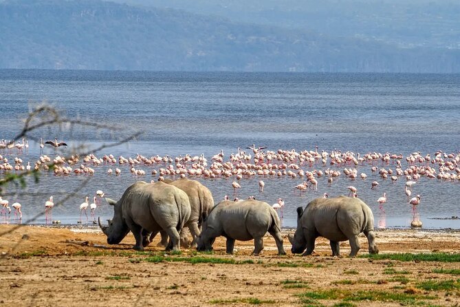 Kenya Safari – Maasai Mara, Lake Nakuru & Amboseli