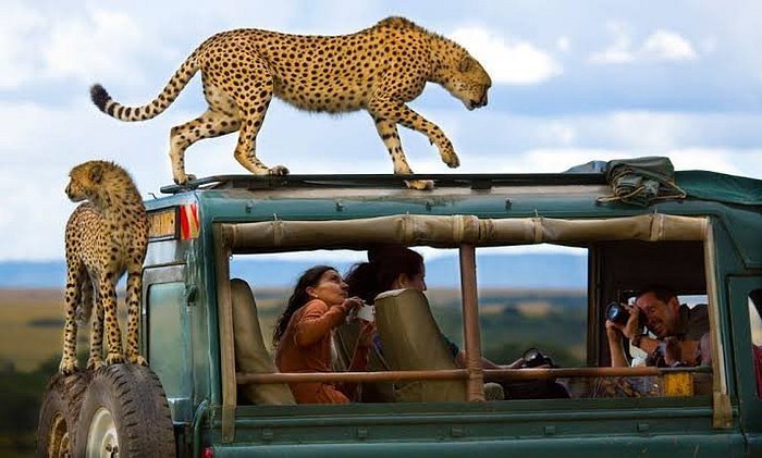 Kenya Safari & Diani Beach Escape – 8 Days of Adventure & Relaxation