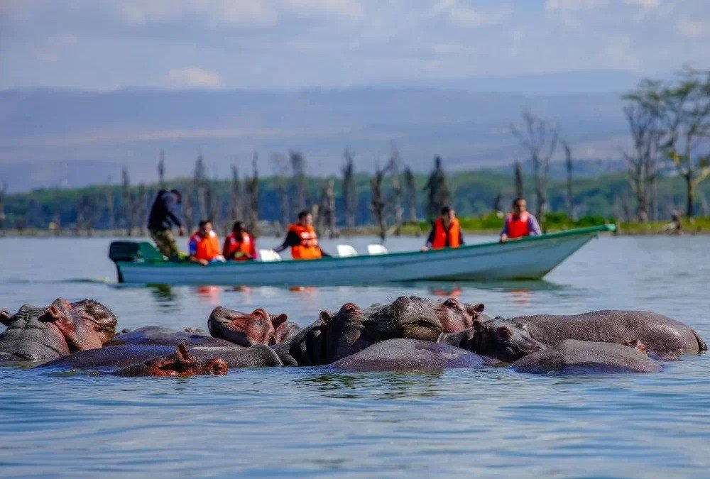 Iconic Kenya Safari: Masai Mara to Amboseli Adventure