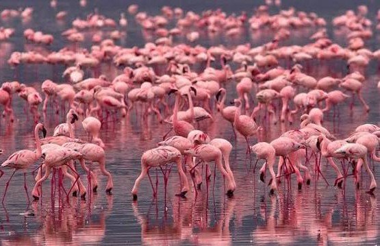 Kenya Wildlife Safari Adventure