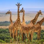 Great Wildebeest Migration 2026-27: When to Book Your Maasai Mara Safari