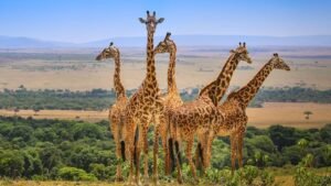Great Wildebeest Migration 2026-27: When to Book Your Maasai Mara Safari