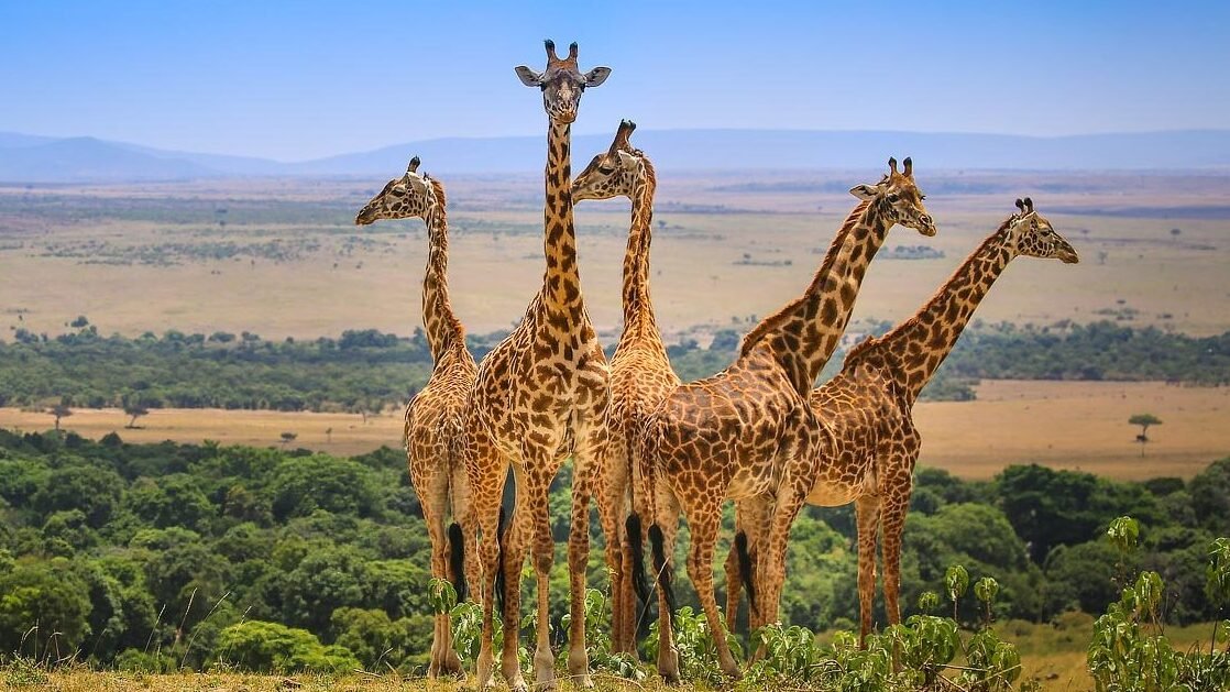 Great Wildebeest Migration 2026-27: When to Book Your Maasai Mara Safari
