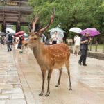 NARA — WHERE NATURE MEETS TRADITION
