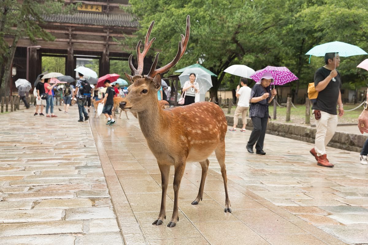 NARA — WHERE NATURE MEETS TRADITION