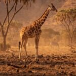 Samburu — Where the Wild Feels Untamed