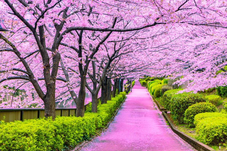 Cherry Blossoms in Japan