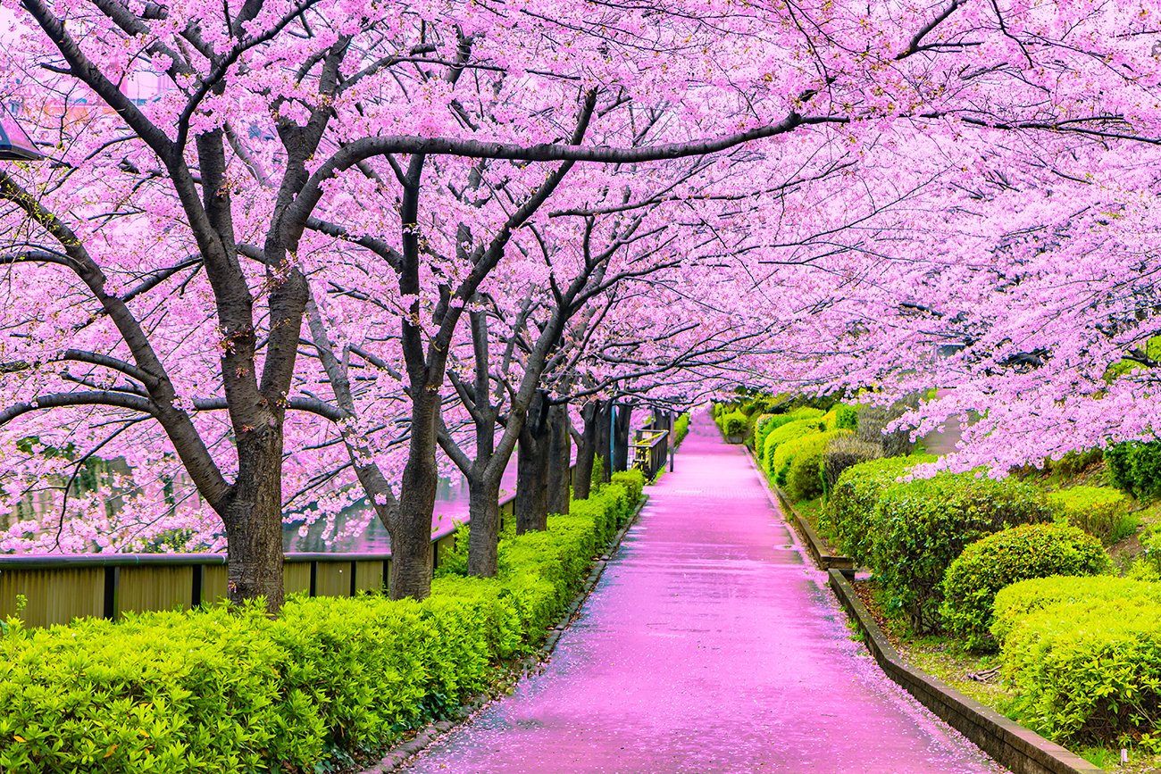 Cherry blossoms in Japan