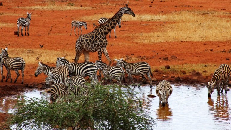 Amboseli — Where Giants Roam Beneath Kilimanjaro