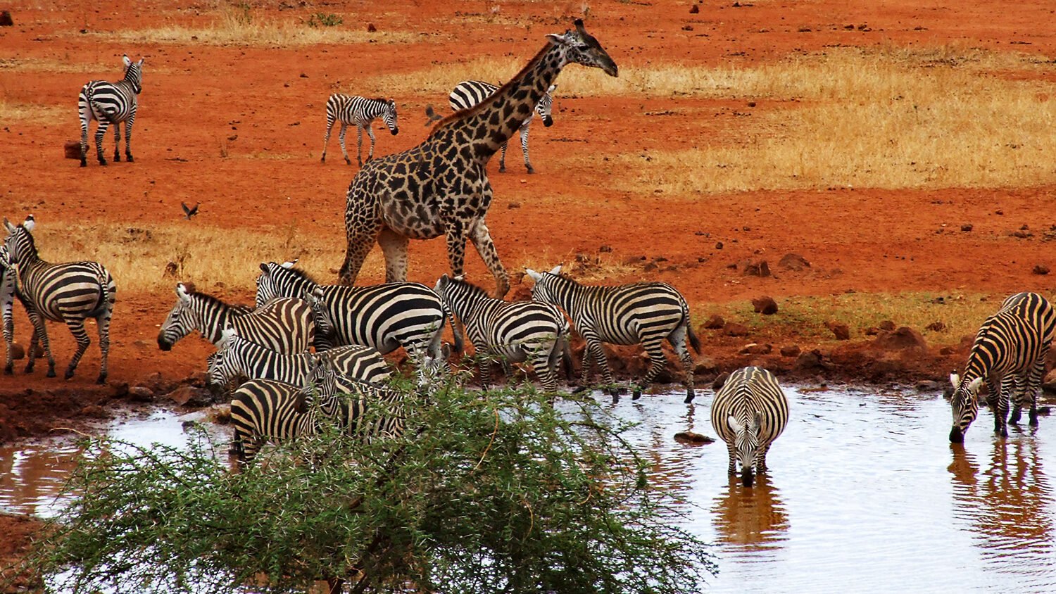Amboseli — Where Giants Roam Beneath Kilimanjaro