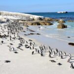 Meet the Penguins
