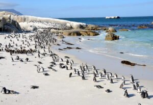 Meet the Penguins