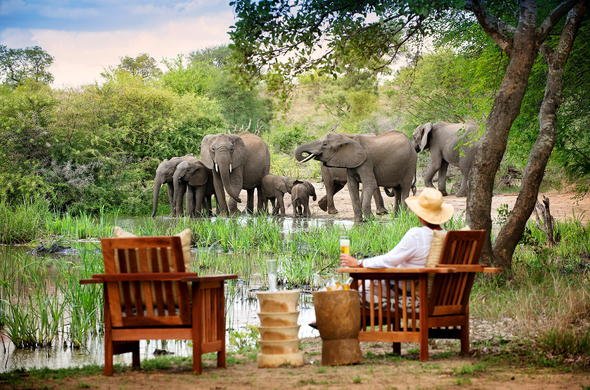 Safari adventure in Kruger National Park