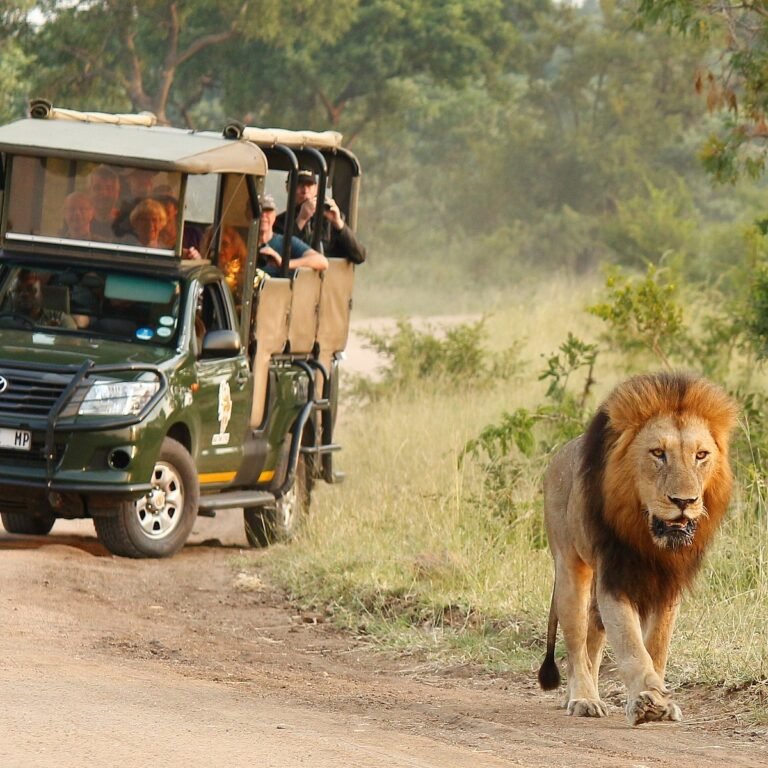 African Wildlife Safari in South Africa: Discover the Wild Side of Africa