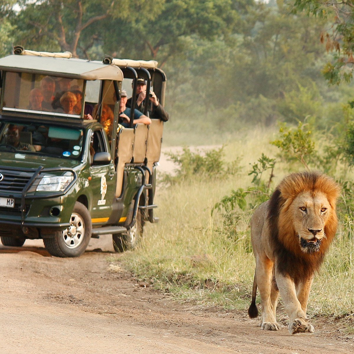 African wildlife safari