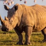 THE ANCIENT: RHINO