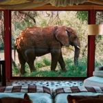 THE GIANT: ELEPHANT