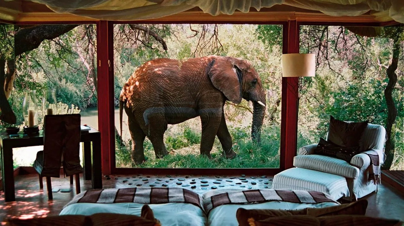 THE GIANT: ELEPHANT