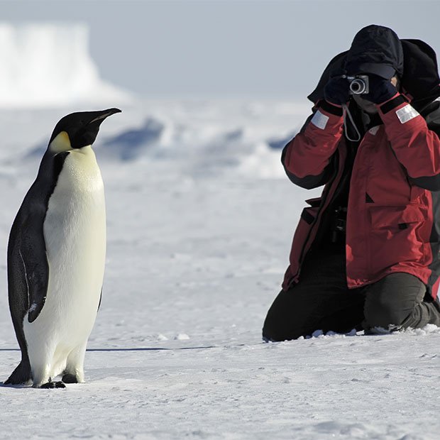 Penguins on South African coast