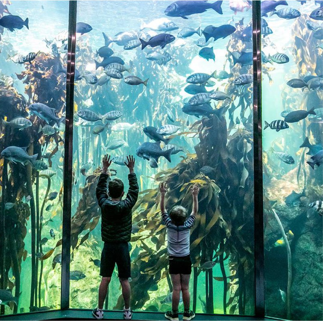 South Africa aquarium experience