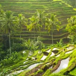 Nature & Adventure in Bali: Discover Lush Landscapes, Tropical Forests & Hidden Natural Wonders
