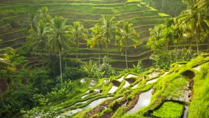 Nature & Adventure in Bali: Discover Lush Landscapes, Tropical Forests & Hidden Natural Wonders