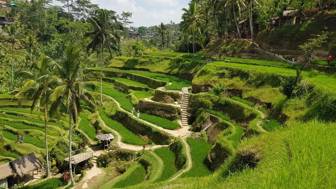 Tegallalang, Bali: Discover Lush Green Rice Terraces & Scenic Countryside