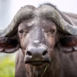 THE HERD: BUFFALO