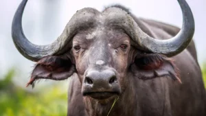THE HERD: BUFFALO