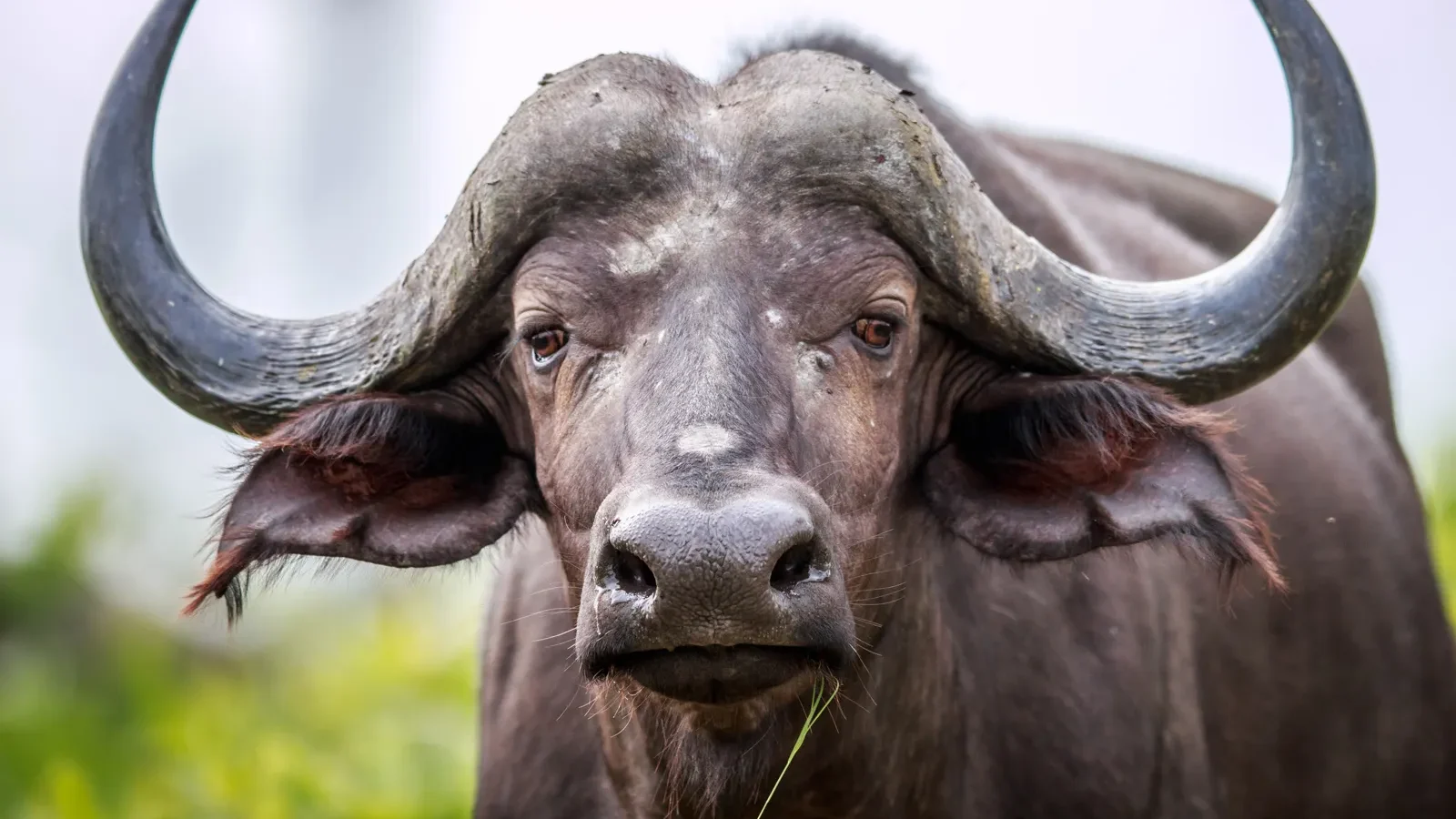 THE HERD: BUFFALO