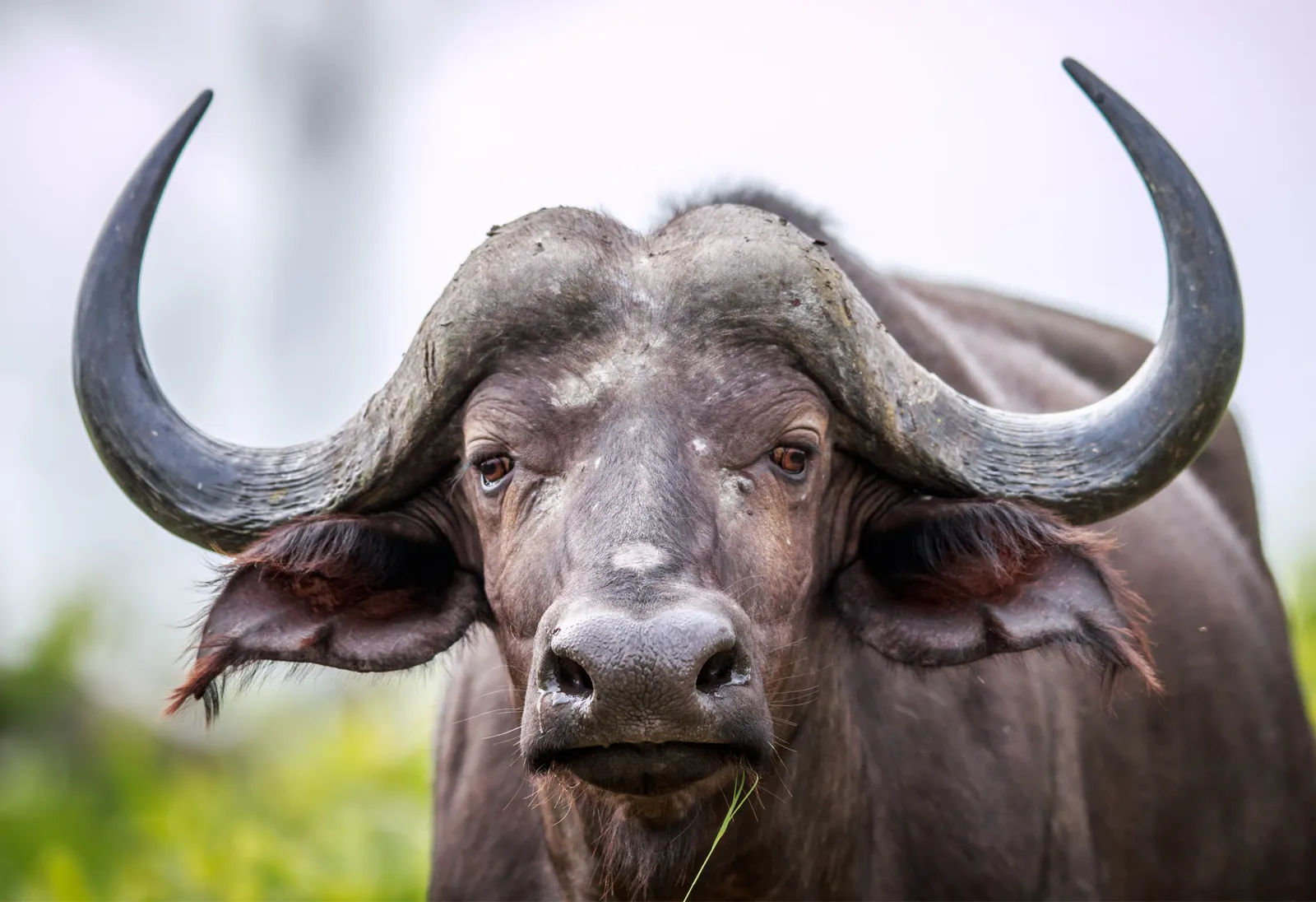 African buffalo wildlife