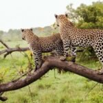The Shadow: Leopard