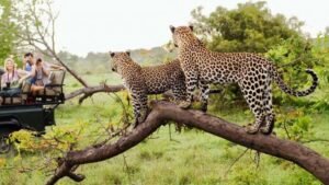 The Shadow: Leopard