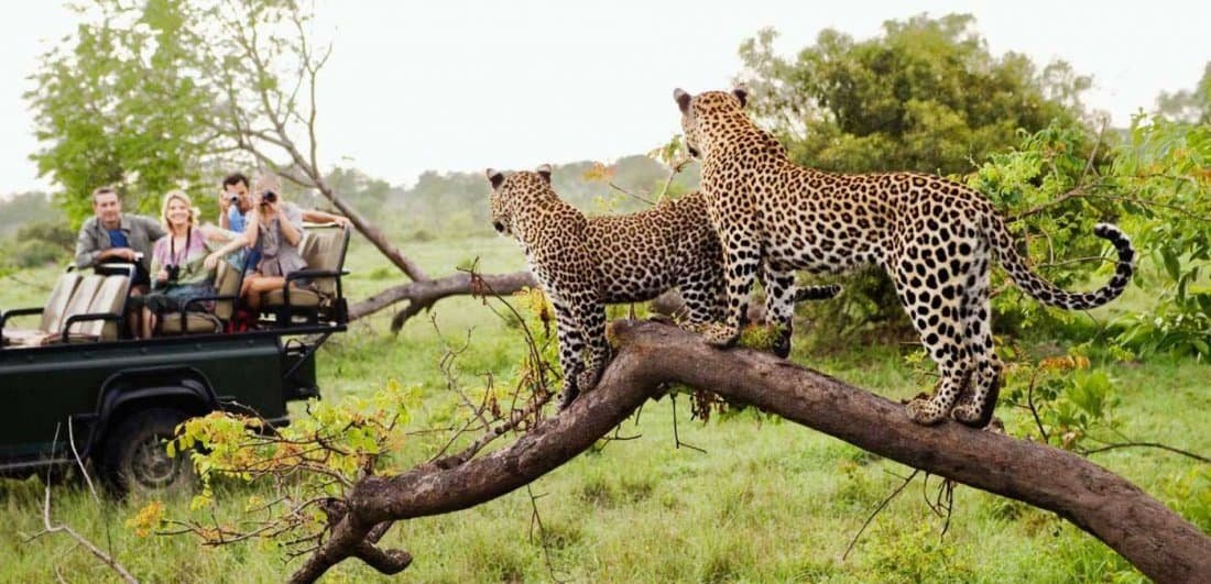 African safari