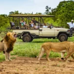 Kenya vs South Africa Safari: Which African Destination Is Better for Indian Travellers?