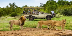 Kenya vs South Africa Safari: Which African Destination Is Better for Indian Travellers?