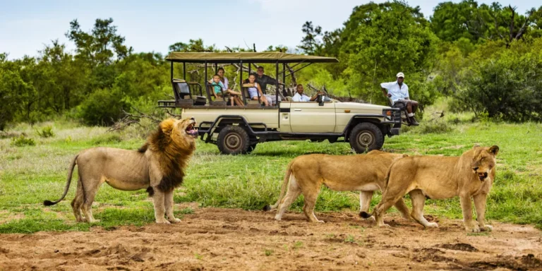 Endless Adventure: Safari Drives, Hiking, Road Trips & Outdoor Discovery